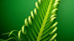 Green nature leaf leaves