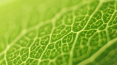 Green nature leaf leaves