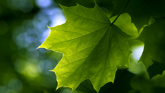Green nature leaf leaves