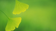 Green nature leaves depth