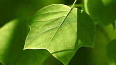 Green nature leaves liriodendron