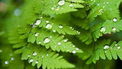 Green nature leaves Plants