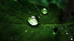 Green nature leaves water