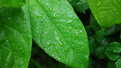 Green nature leaves wet
