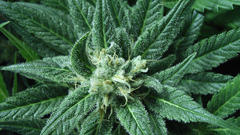 Green nature marijuana Plants