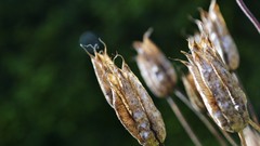 Green nature Plants aquilegia