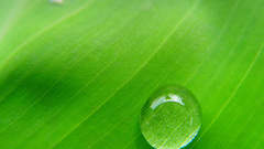Green nature Plants water