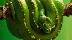 Green nature snakes Reptiles