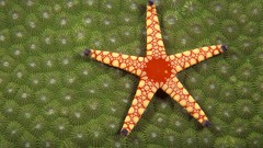 Green nature starfish