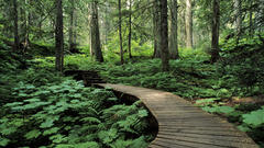 Green nature Trees forests