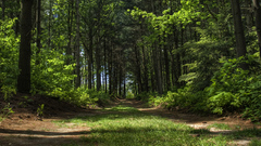Green nature Trees forests