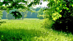 Green nature Trees forests