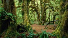 Green nature Trees forests