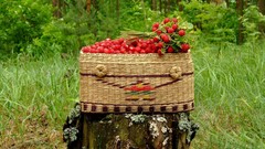 Green nature Trees red