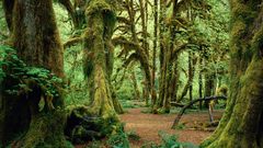 Green nature Trees Wood