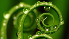 Green nature water drops