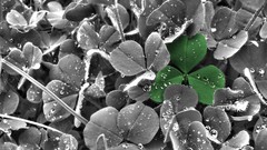 Green nature water drops