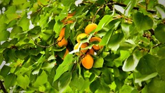 Green orange food apricots