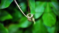 Green passion by jsouzaprimo