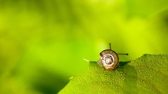 Green snails molluscs