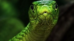 Green snakes mamba depth of field