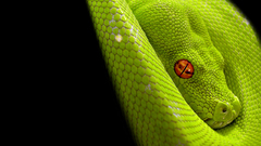 Green snakes python Reptiles