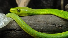 Green snakes Reptiles mamba eastern