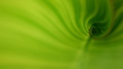 Green Swirl abstract transformation