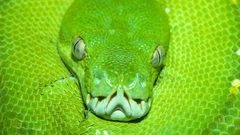 Green tree boa south