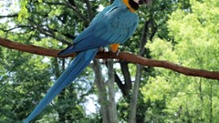 Green Trees forests Birds