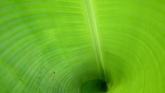 Green tube abstract