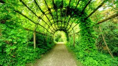 Green tunnel