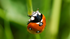 Green ubuntu diaspora ladybirds