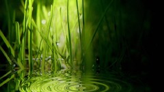 Green water drop grass