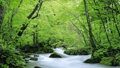 Green water nature forests