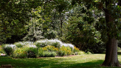 Greenery verdure nature