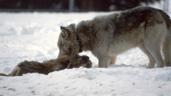 Grey wolf winter spirit