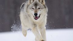 Grey wolf Wolves nature