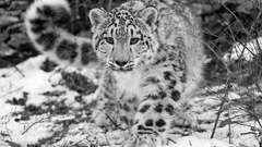 Greyscale Animals snow leopards