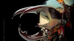 Grond by blepharopsis high