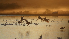 Group high Resolution