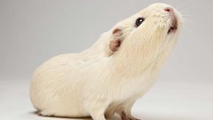 Guinea pigs