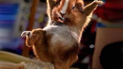 Guinea pigs angry face