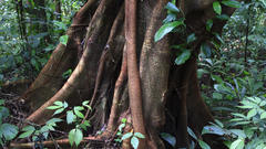 Gunung leuser National Park