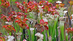 Ha white topped pitcher