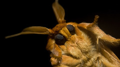 Had praying mantis once