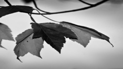 Half for one and leaf live they internets