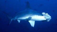 Hammerhead shark cocos Island