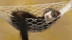 Hammock ferret