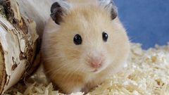 Hamsters furry animals